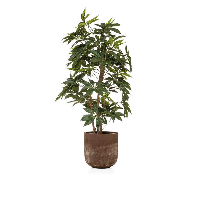 Kunstplant Schefflera - 220 cm