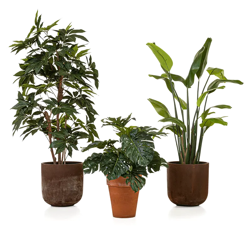 Kunstplant Schefflera - 220 cm