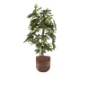 Kunstplant Schefflera - 220 cm